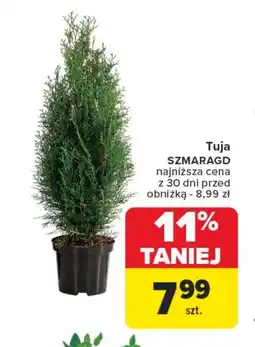 Carrefour Market Tuja oferta