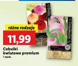 Lidl Cebulki kwiatowe Premium oferta