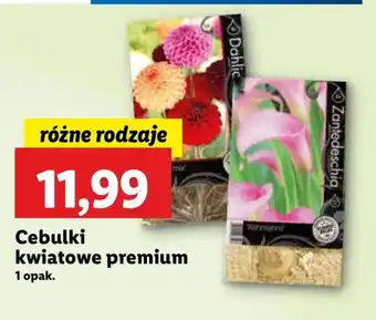 Lidl Cebulki kwiatowe Premium oferta