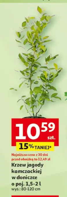 Auchan Krzew oferta