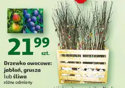 Auchan Drzewko owocowe oferta