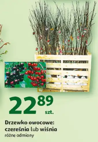 Auchan Drzewko owocowe oferta