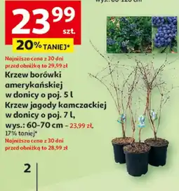 Auchan Krzew borówki To ta! oferta