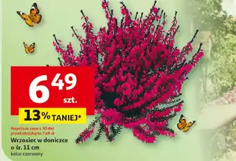 Auchan Wrzosiec To ta! oferta