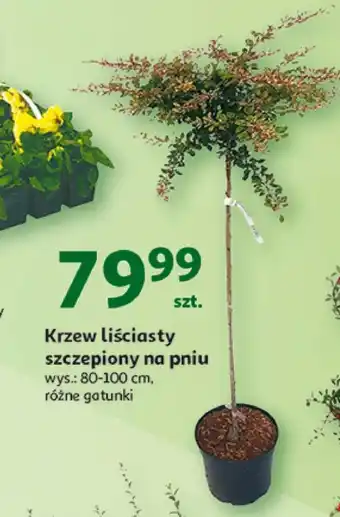 Auchan Krzew oferta