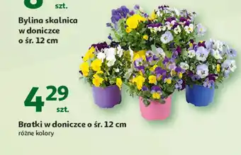 Auchan Bazylia w doniczce oferta