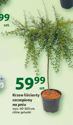 Auchan Krzew liściasty oferta