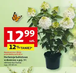 Auchan Hortensja To ta! oferta