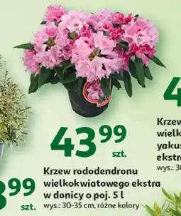 Auchan Krzew oferta