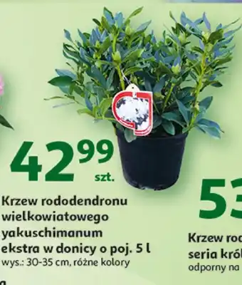 Auchan Krzew oferta