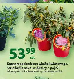 Auchan Krzew oferta