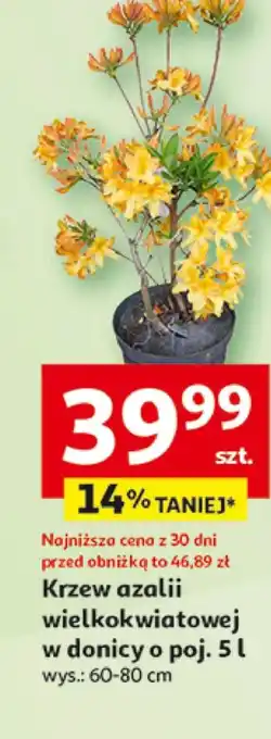 Auchan Krzew oferta