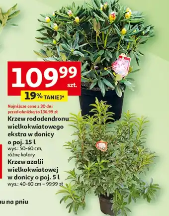 Auchan Krzew oferta