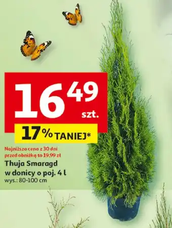 Auchan Thuja oferta