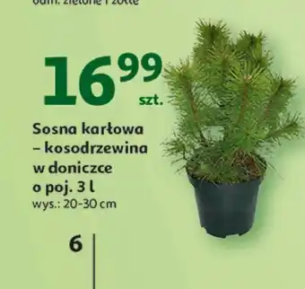 Auchan Sosna oferta