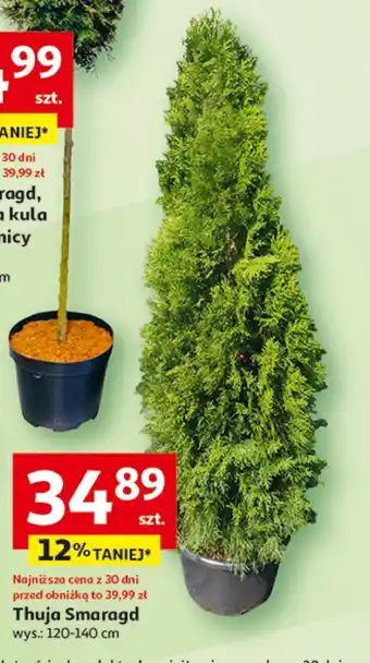 Auchan Thuja oferta