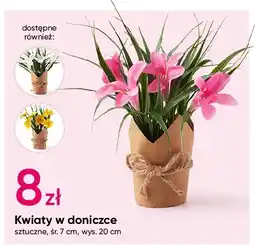 Pepco Kwiaty w doniczce oferta