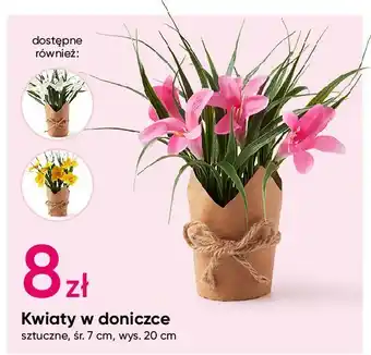 Pepco Kwiaty w doniczce oferta