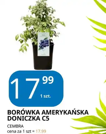 E.Leclerc Borówka Cembra oferta