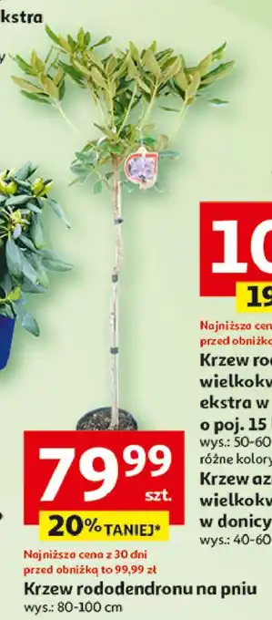 Auchan Krzew rododendronu na pniu oferta