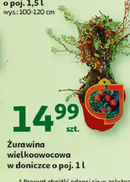 Auchan Żurawina wielkoowocowa oferta