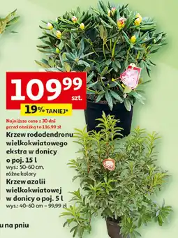 Auchan Krzew azalii japońskiej 1.5 l oferta