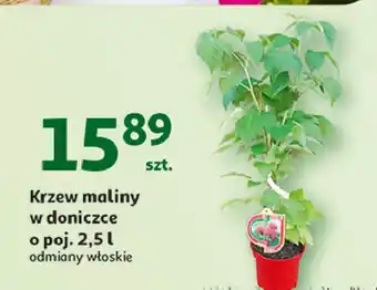 Auchan Krzewy maliny oferta