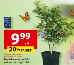 Auchan Borówka amerykańska 2 l oferta