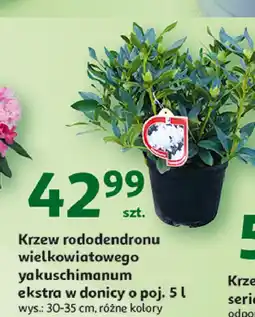 Auchan Krzew rododendronu yakushimanum ekstra don. 5 l oferta