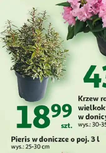 Auchan Pieris japoński w doniczce 3 l oferta