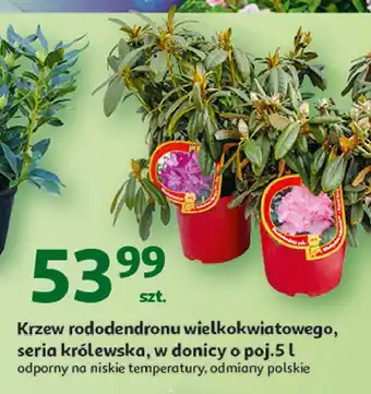 Auchan Rododendron wielkokwiatowy oferta