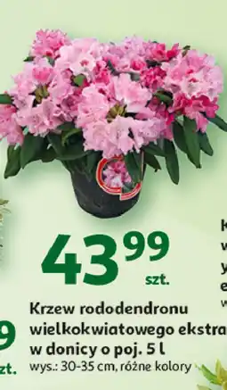 Auchan Rododendron don. 5 l 30-35 cm oferta