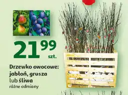 Auchan Śliwa oferta