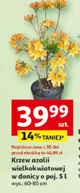 Auchan Azalia wielkokwiatowa oferta