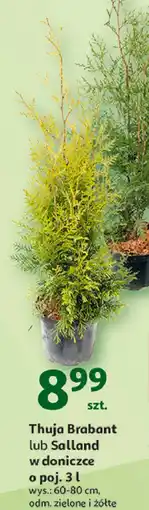 Auchan Thuja salland 3 l oferta