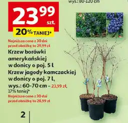 Auchan Krzew jagody kamczackiej oferta