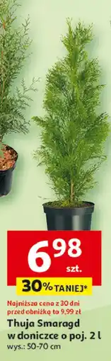 Auchan Thuja smaragd 2 l 50-70 cm oferta