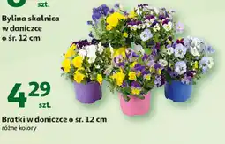 Auchan Bratki doniczka 12 cm oferta