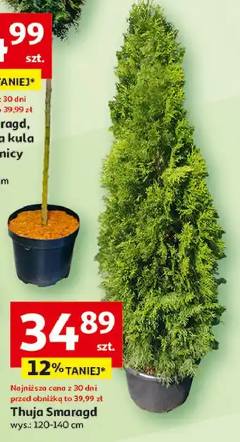 Auchan Thuja smaragd 120-140 cm oferta