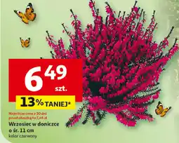 Auchan Wrzosiec 11 cm oferta