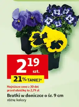 Auchan Bratki doniczka 9 cm oferta