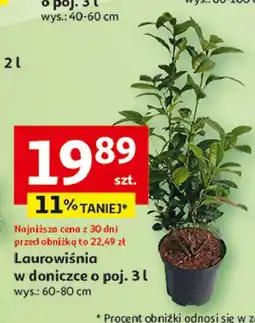 Auchan Laurowiśnia oferta