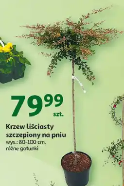 Auchan Krzew liściasty na pniu oferta