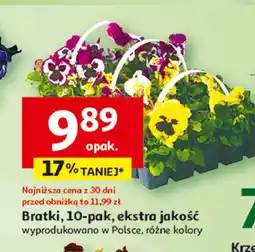 Auchan Bratek wiosenny wielkokwiatowy oferta