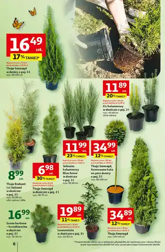 Auchan Thuja occ. smaragd wys. 80-100 cm poj. 4 l oferta