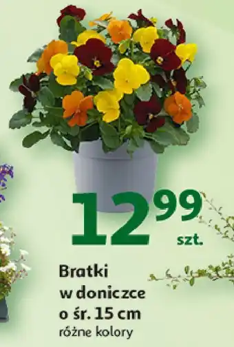 Auchan Bratki oferta