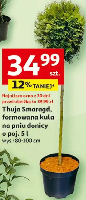 Auchan Thuja szmarag formowana kula na pniu 5 l oferta