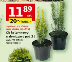 Auchan Cis kolumnowy wys. 40-60 cm don. 2 l oferta