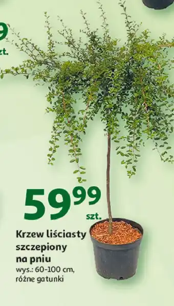 Auchan Krzew liściasty szczepiony na pniu oferta