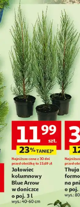 Auchan Jałowiec kolumnowy blue arrow 40-60 cm oferta